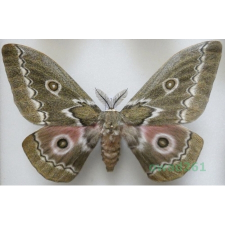 Gonimbrasia tyrrhea (Cramer, 1775) male ex. ovo South Africa 112mm61d
